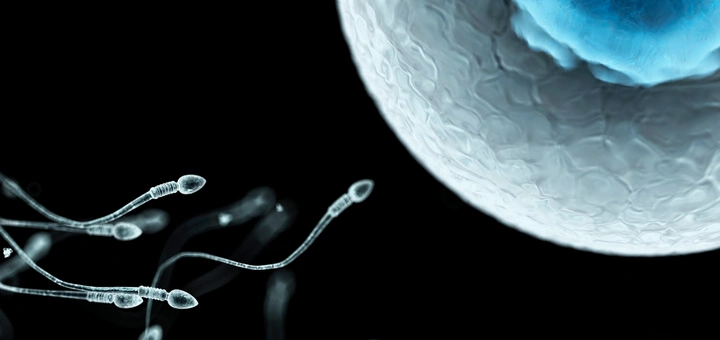 data transfer human sperm