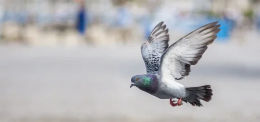 How do carrier pigeons find their way