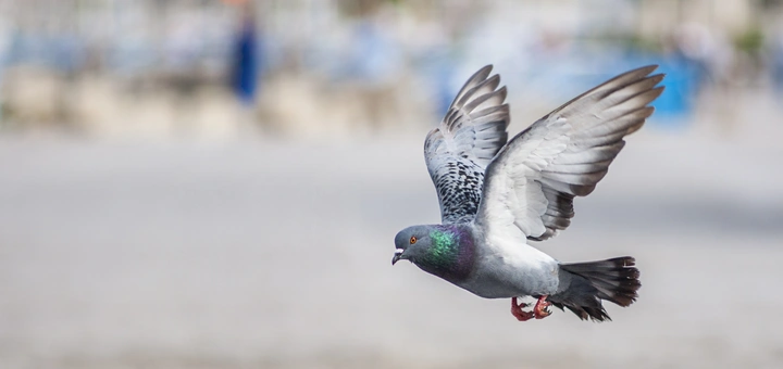 How do carrier pigeons find their way