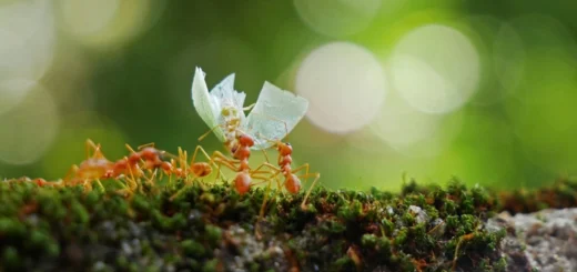 Why ants remove dead after three days